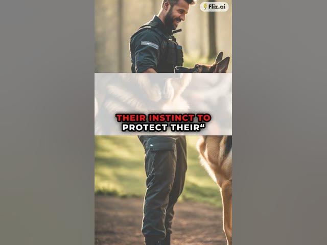'Video thumbnail for Gsd #blog #gsd #pets'