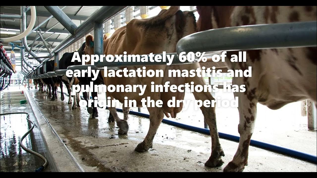 Video thumbnail for গাভীর ড্রাই পিরিওড ম্যানেজমেন্ট ও Lacto stop