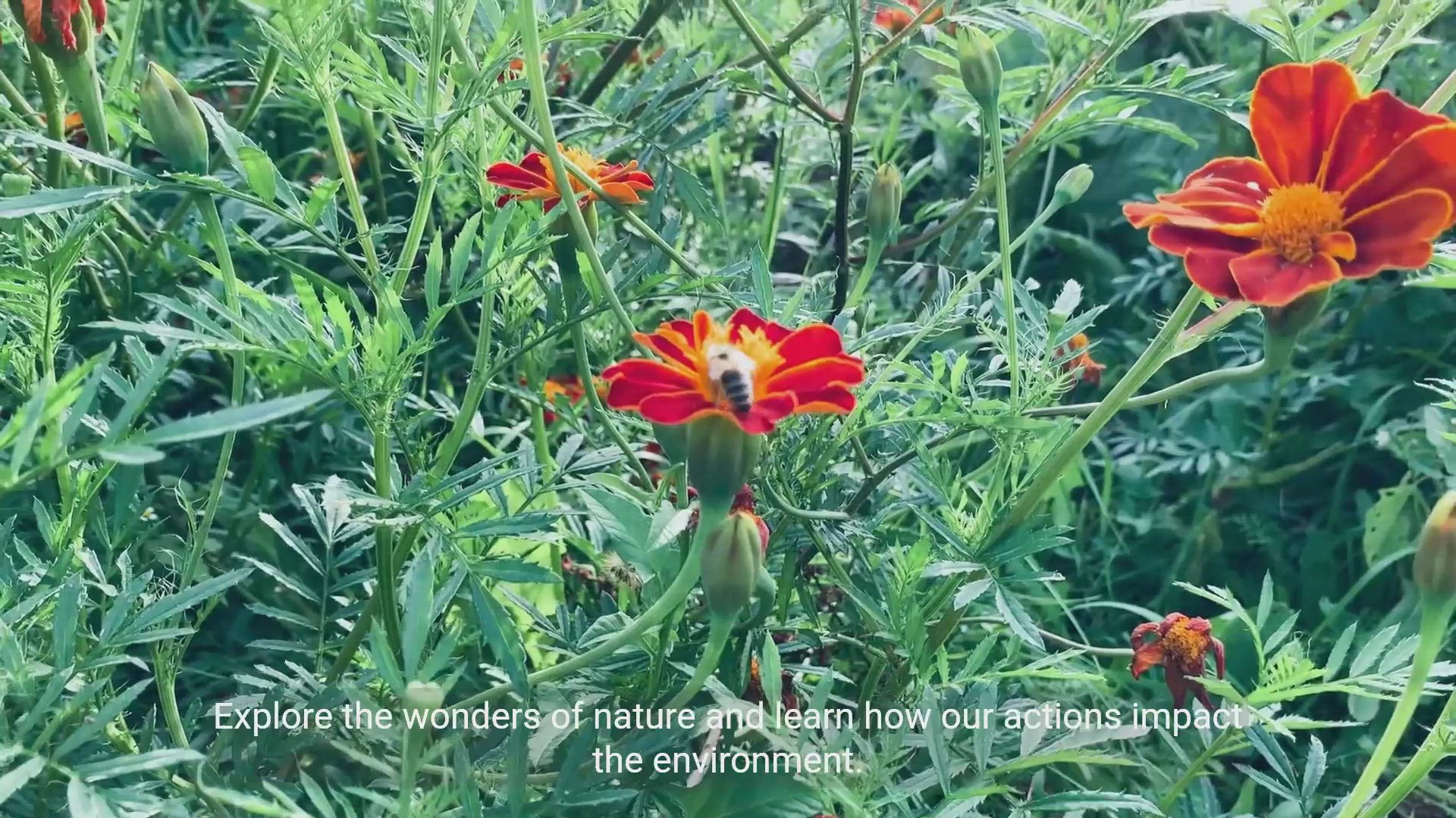 'Video thumbnail for Exploring the Significance of Environmental Conservation'