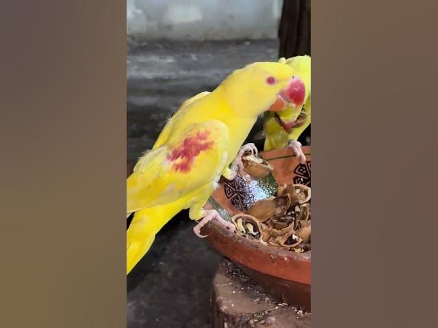 Video thumbnail for yellow and green ringneck