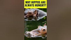 Video thumbnail for Hippos in Action | Why Hippos Are Always Hungry  #shorts