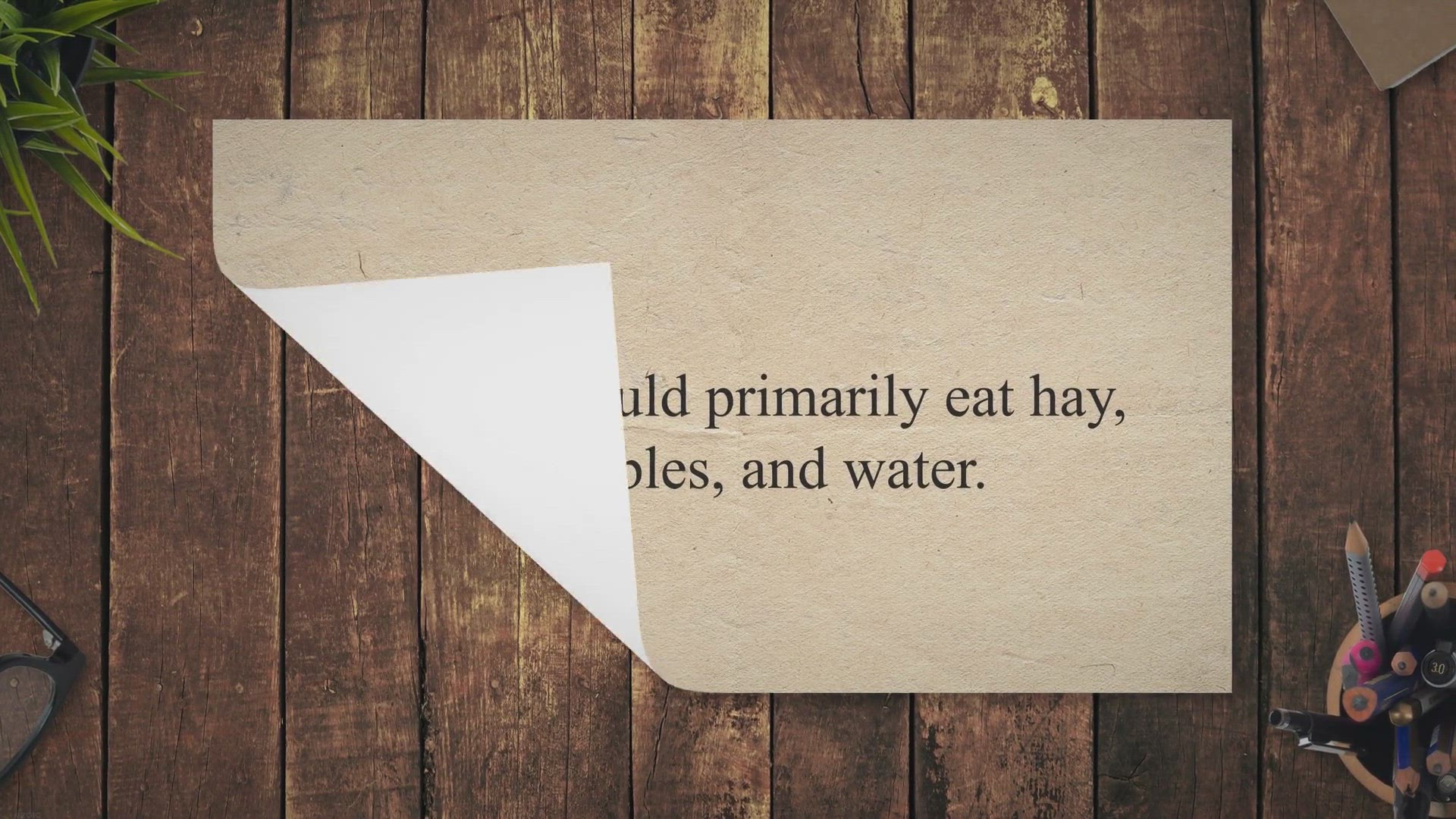 Video thumbnail for Can Bunnies Eat Bread? A comprehensive guide