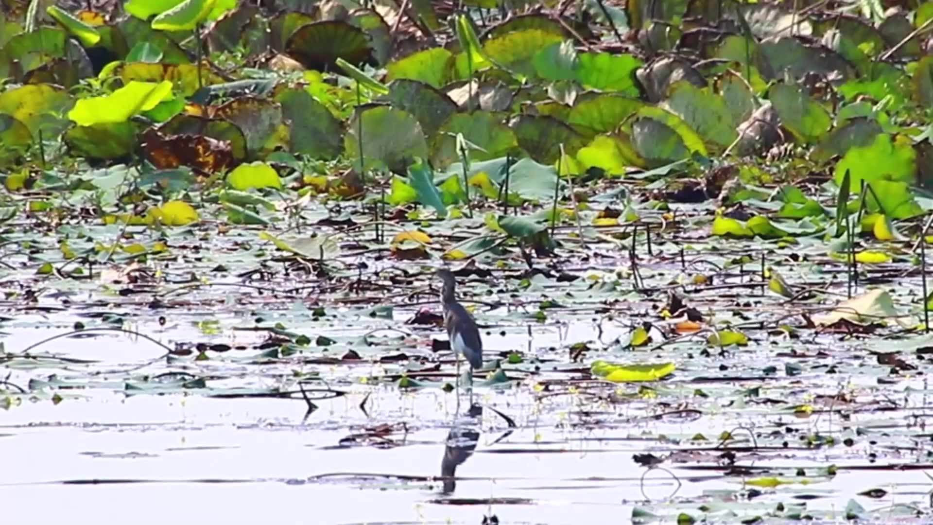 'Video thumbnail for Amazing of lake - All bird catch fish in deep water lake  | EP-06'