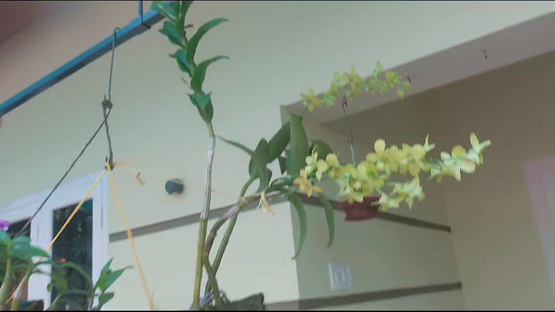 Video thumbnail for WhatsApp Video 2024-02-03 at 08.59.31_bb2ede63