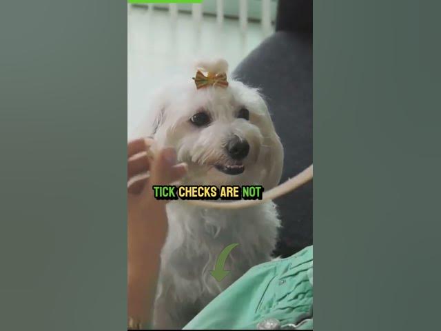 'Video thumbnail for How to Protect Your Pets from Ticks'