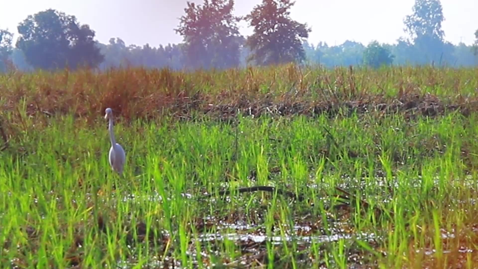 'Video thumbnail for In field wild bird find catch food eat'