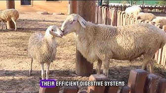 'Video thumbnail for "Unveiling 10 Surprising Sheep Fun Facts | The Secrets of Woolly Wonders Revealed"'