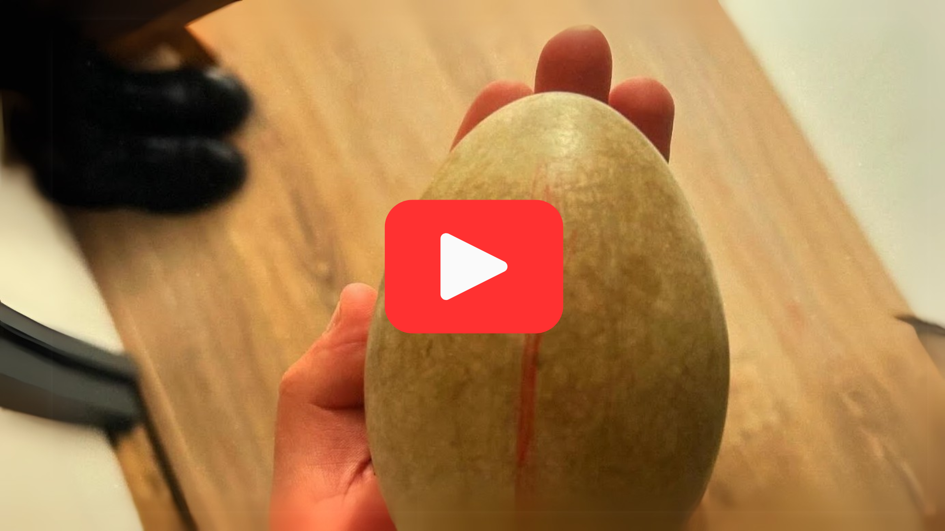 'Video thumbnail for A Lifeless Egg, a Second Chance—Meet Giip the Swan'