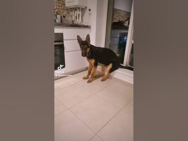 'Video thumbnail for #gsdpuppy #gsd #germanshepherd #puppy #dog #ball #play #puppylover #happydog #happy'