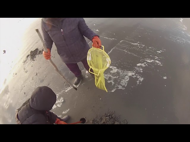 'Video thumbnail for Razor clam dig Feb 2019'