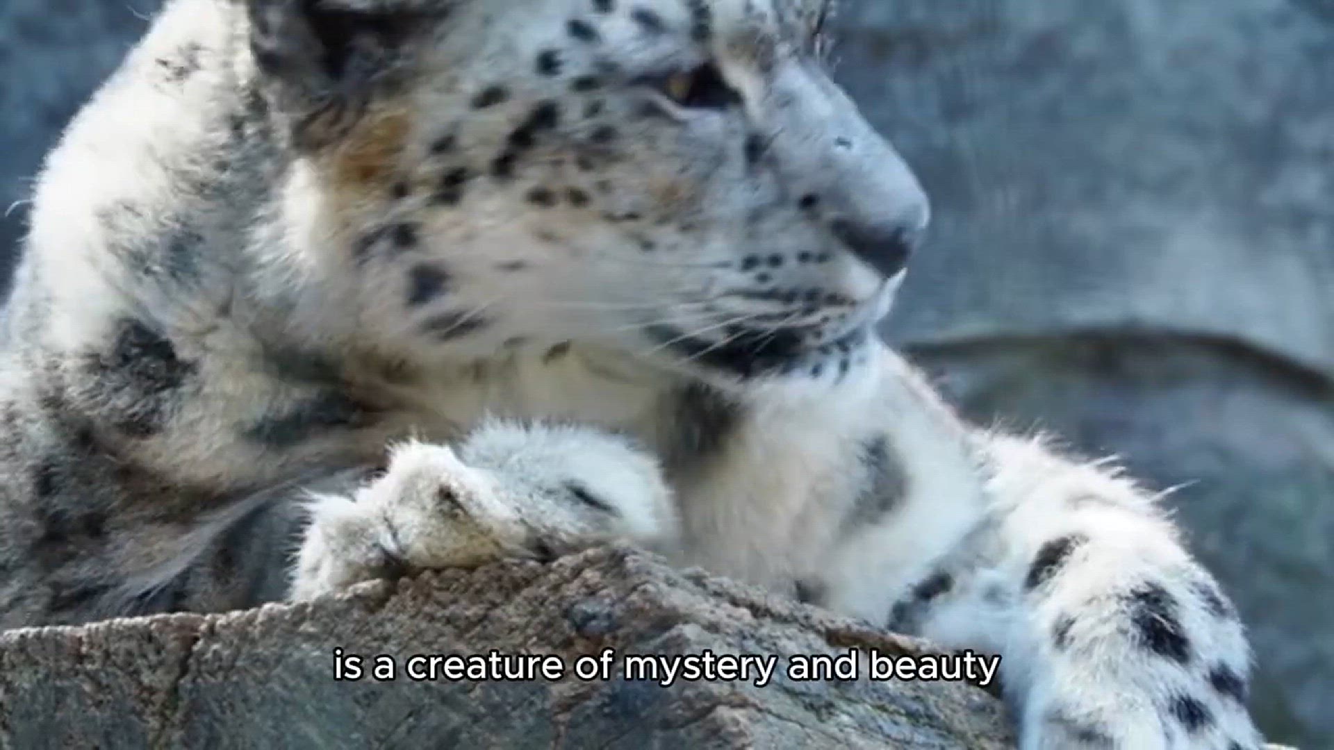 Video thumbnail for The future of snow leopard | Snow Leopard documentary
