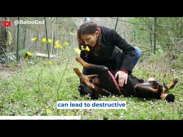 'Video thumbnail for German Shepherd Vs Rottweiler 3'