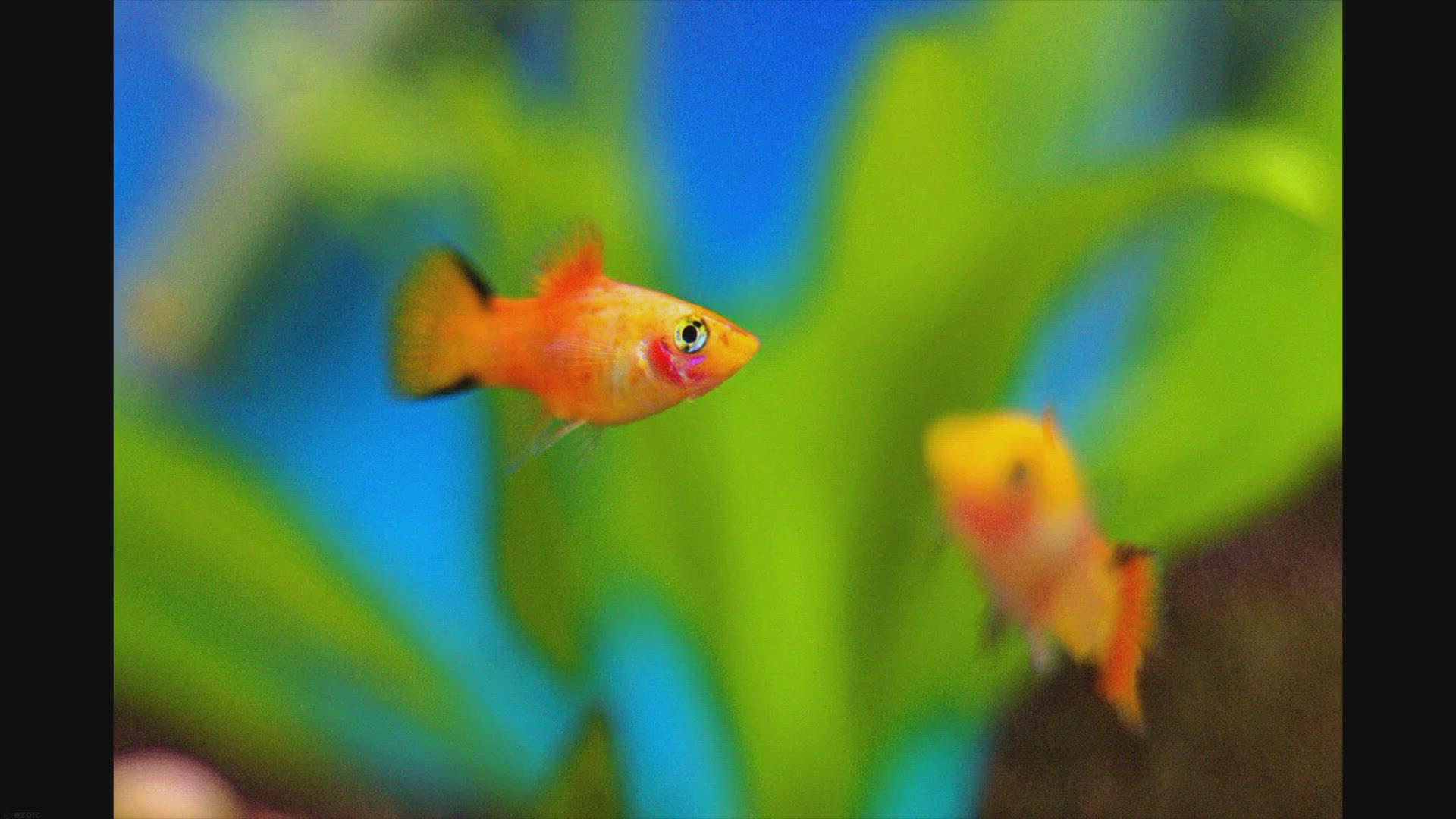 Video thumbnail for Platy Fish Care Tips: Keeping Your Platies Happy and Healthy