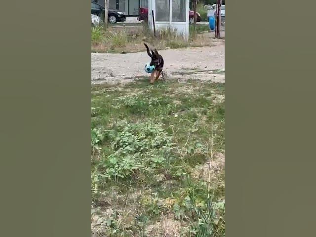 'Video thumbnail for #dog #happydog #germanshepherd #happy #gsdpuppy #gsd #puppy'