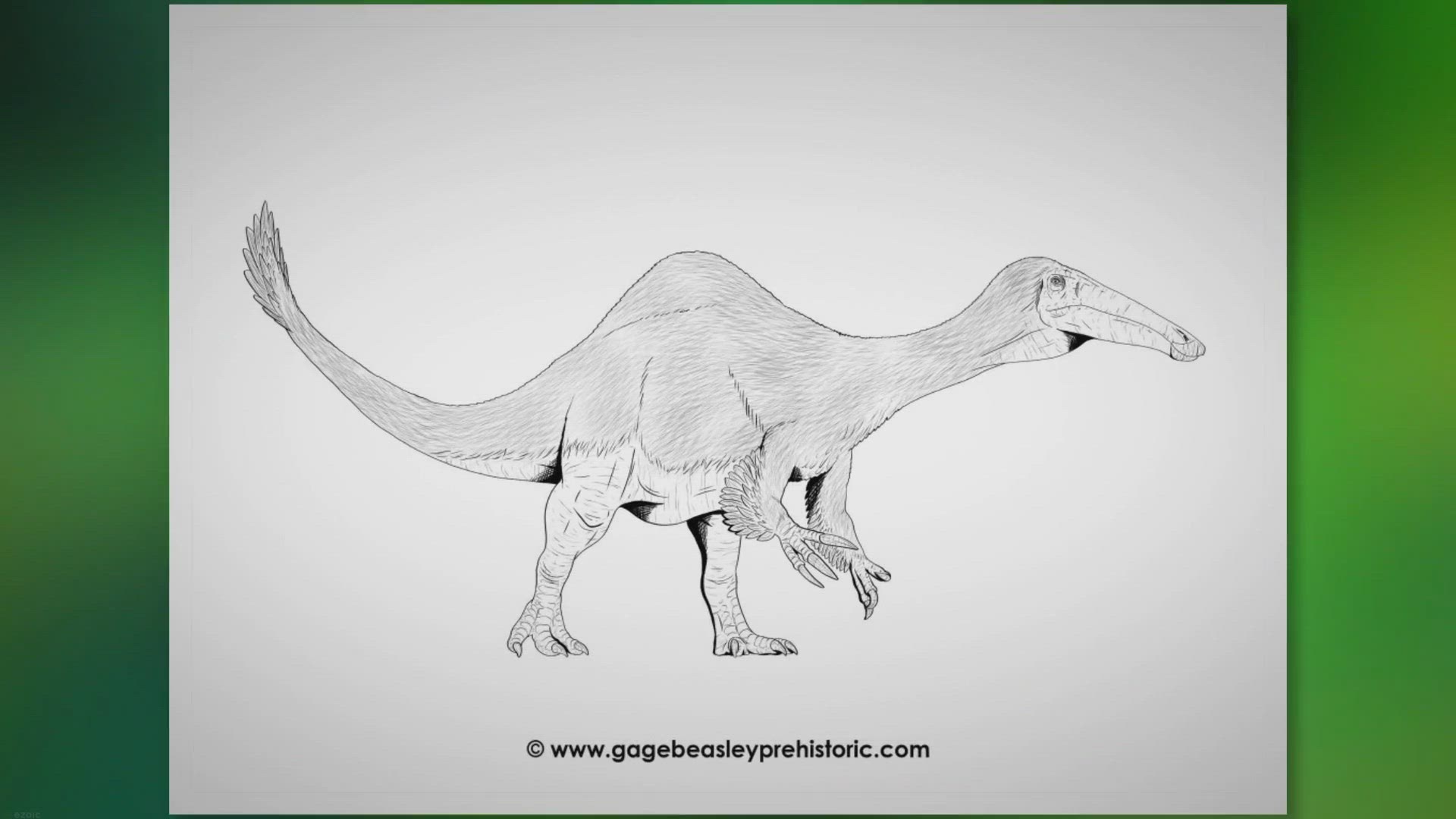 Deinocheirus, the giant hunchbacked dinosaur with