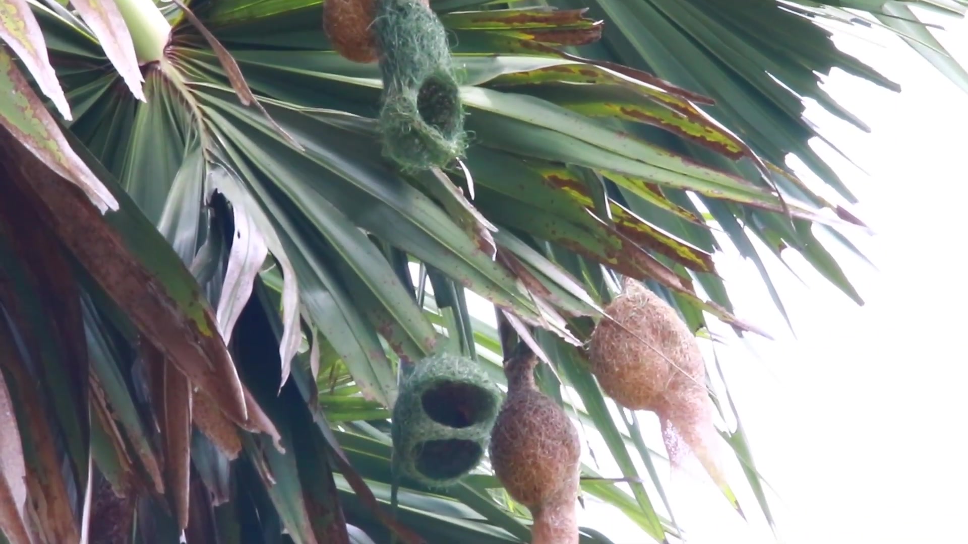 'Video thumbnail for maya bird made nest for egg & baby birds'