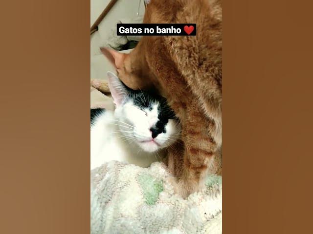 Video thumbnail for Momento relax de Barry e Melzinha. #cats #gatos #shorts #funnycats #relaxing