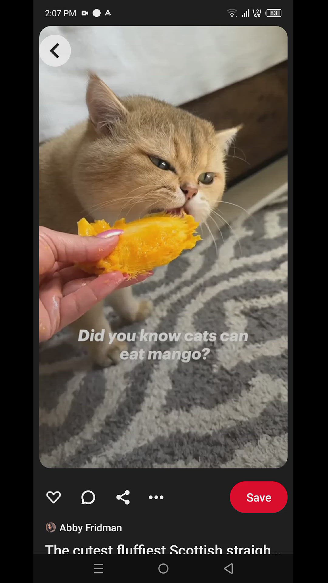 Video thumbnail for Mango