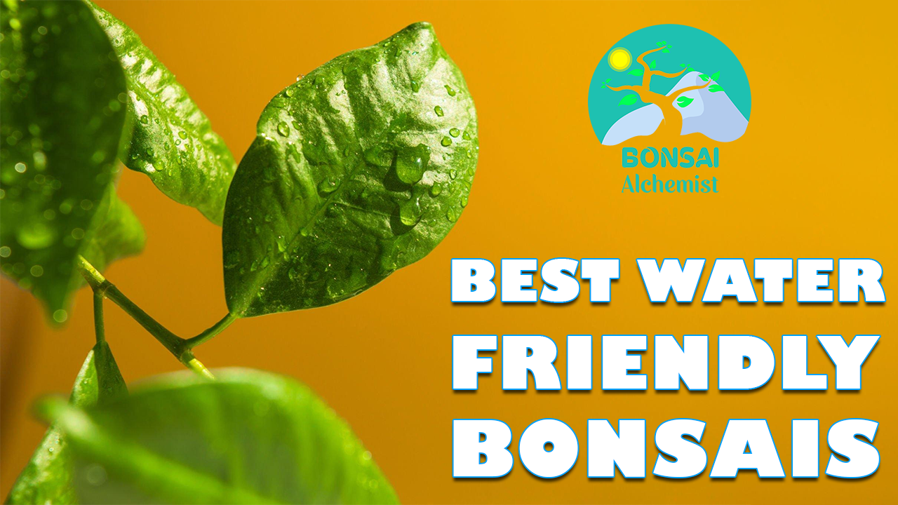 'Video thumbnail for Best Water Friendly Bonsais | Office Executive Series'