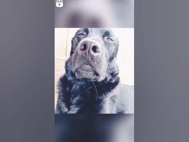 'Video thumbnail for Doggo Magazine cover shooting #coverdog #maddog #prettypuppy #puppy #doggo'