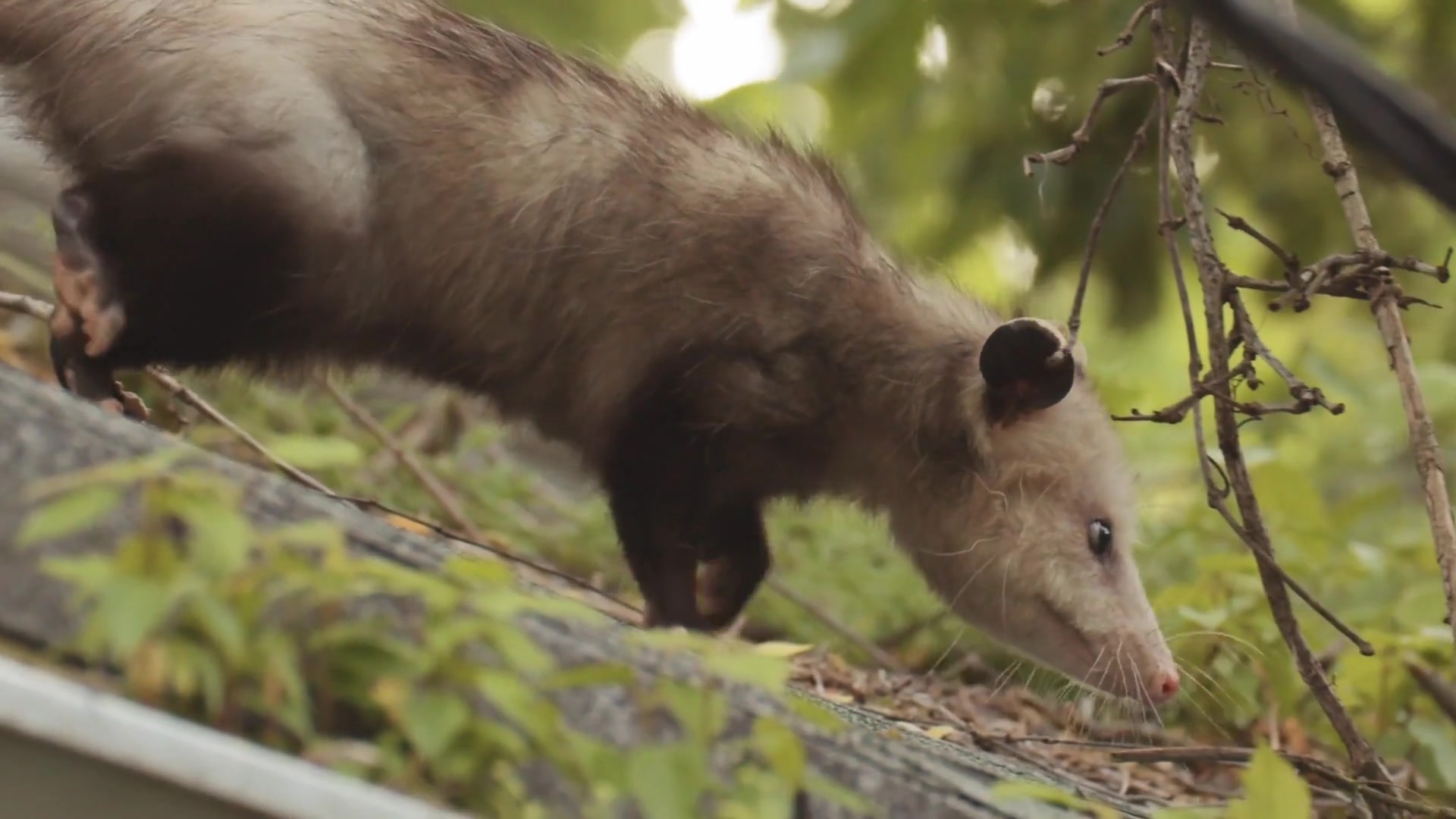 Video thumbnail for Florida's Opossums: Nature's Misunderstood Cleanup Crew