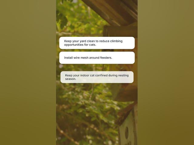 Video thumbnail for Wildlife Expert SAVES The Day When Wild Cat Almost Destroys Nest