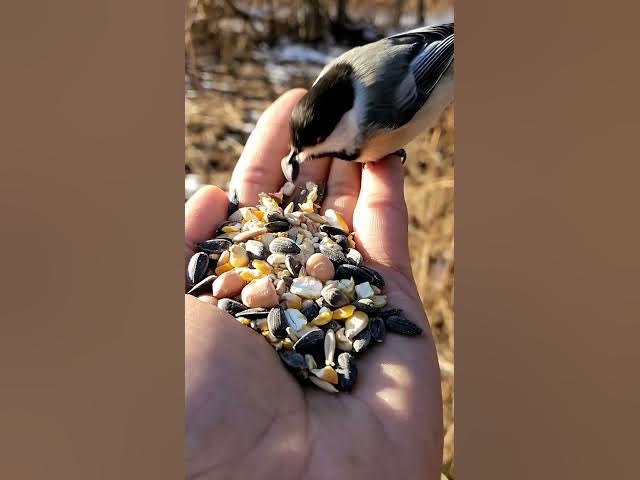 Video thumbnail for What to Feed Wild Birds: Avoid These 9 Harmful Foods! π¦β | BirdEver