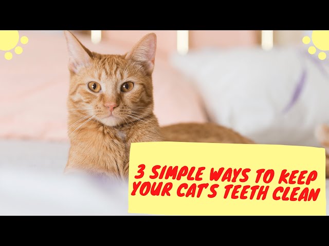 Video thumbnail for How to clean your cat’s teeth | Feline dental care