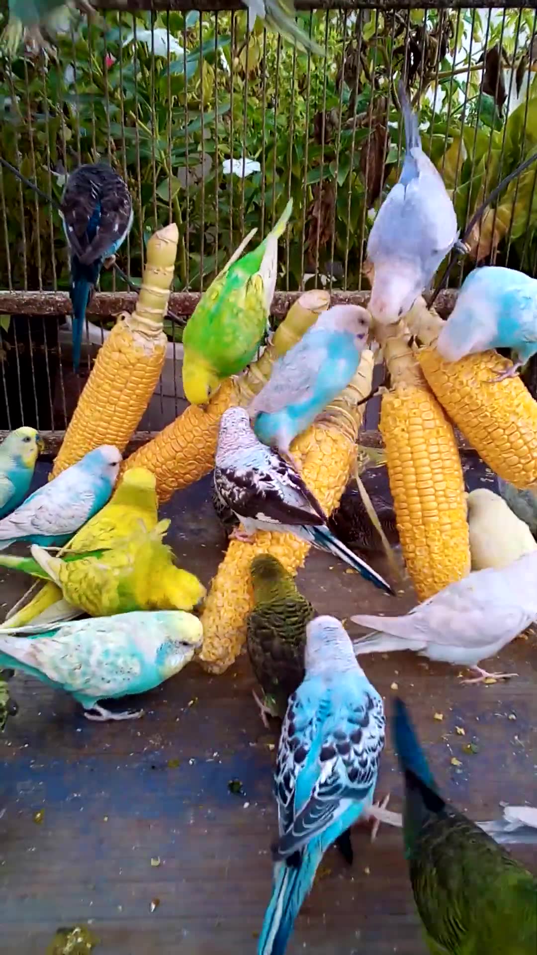 'Video thumbnail for This Amazon bird toy is SO COOL#birds#parrot #birdslover #budgis #lovebirds #budgiegar #cute #health'