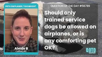 Video thumbnail for Alexis B says airlines should stick with letting service dogs on planes.