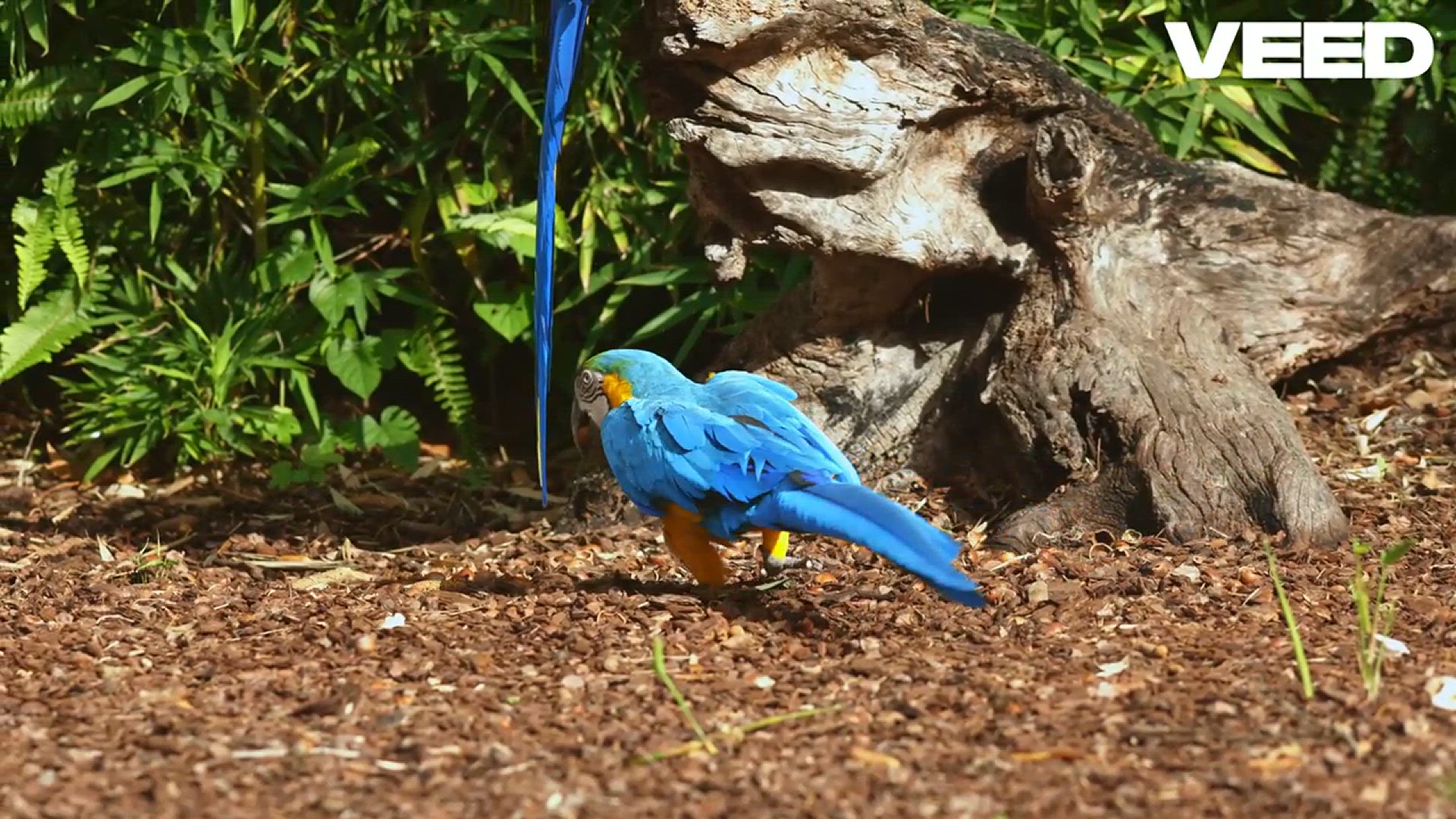 'Video thumbnail for Choosing a Pet Bird - Caique Parrot Review Spreadhapiness.com'