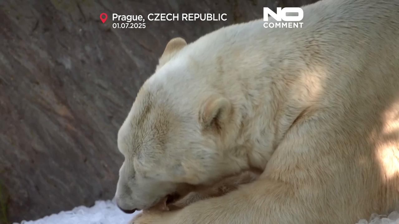 'Video thumbnail for Prague Zoo uses tonnes of ice to cool animals during heatwave'