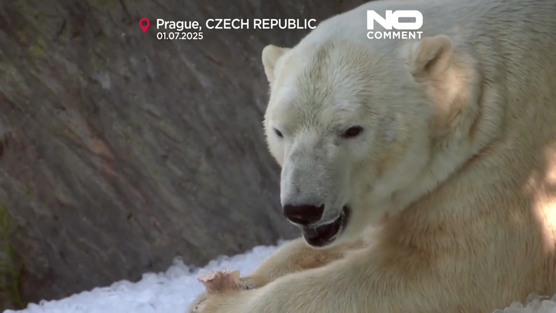'Video thumbnail for Prague Zoo uses tonnes of ice to cool animals during heatwave'