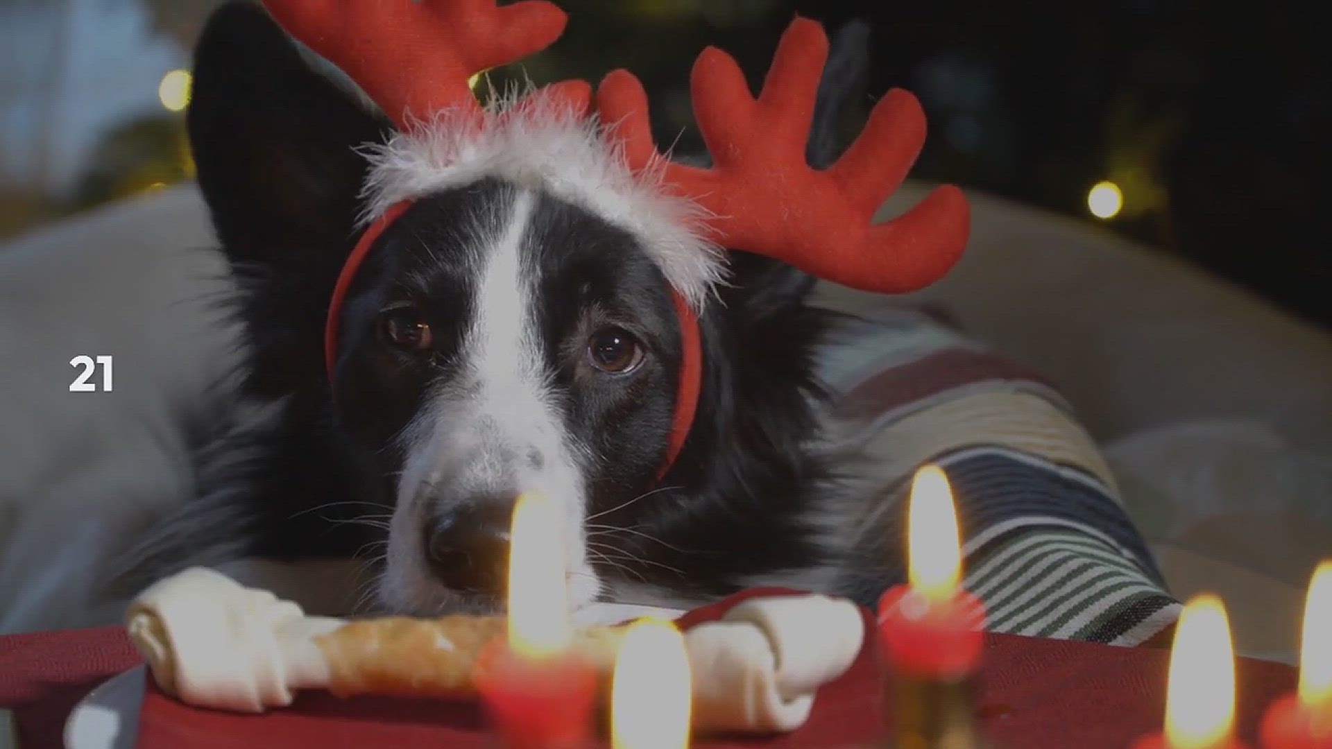 Video thumbnail for Christmas Reindeer Crack