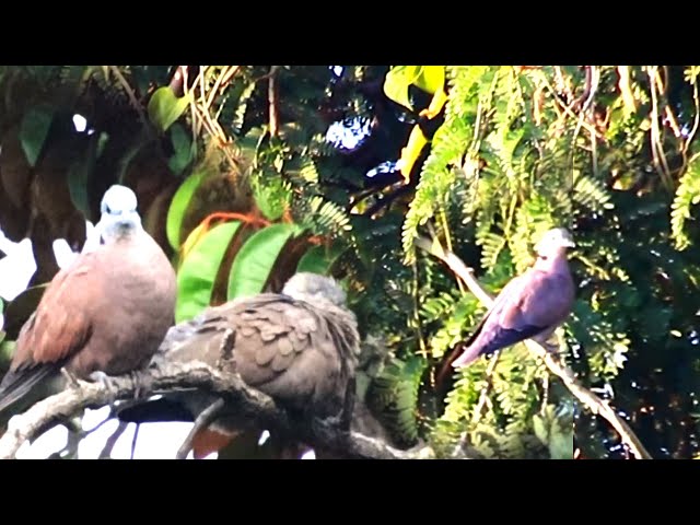 Video thumbnail for The everning Dove bird here | Wild forest dove