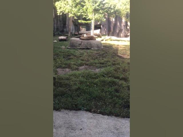 Video thumbnail for Hyena CDA