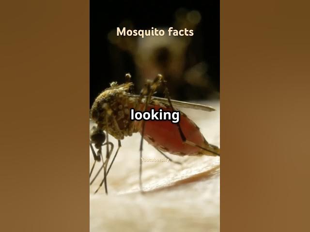 Video thumbnail for Facts about mosquito you should know #ScienceFacts #FunFacts #Nature #Bugs