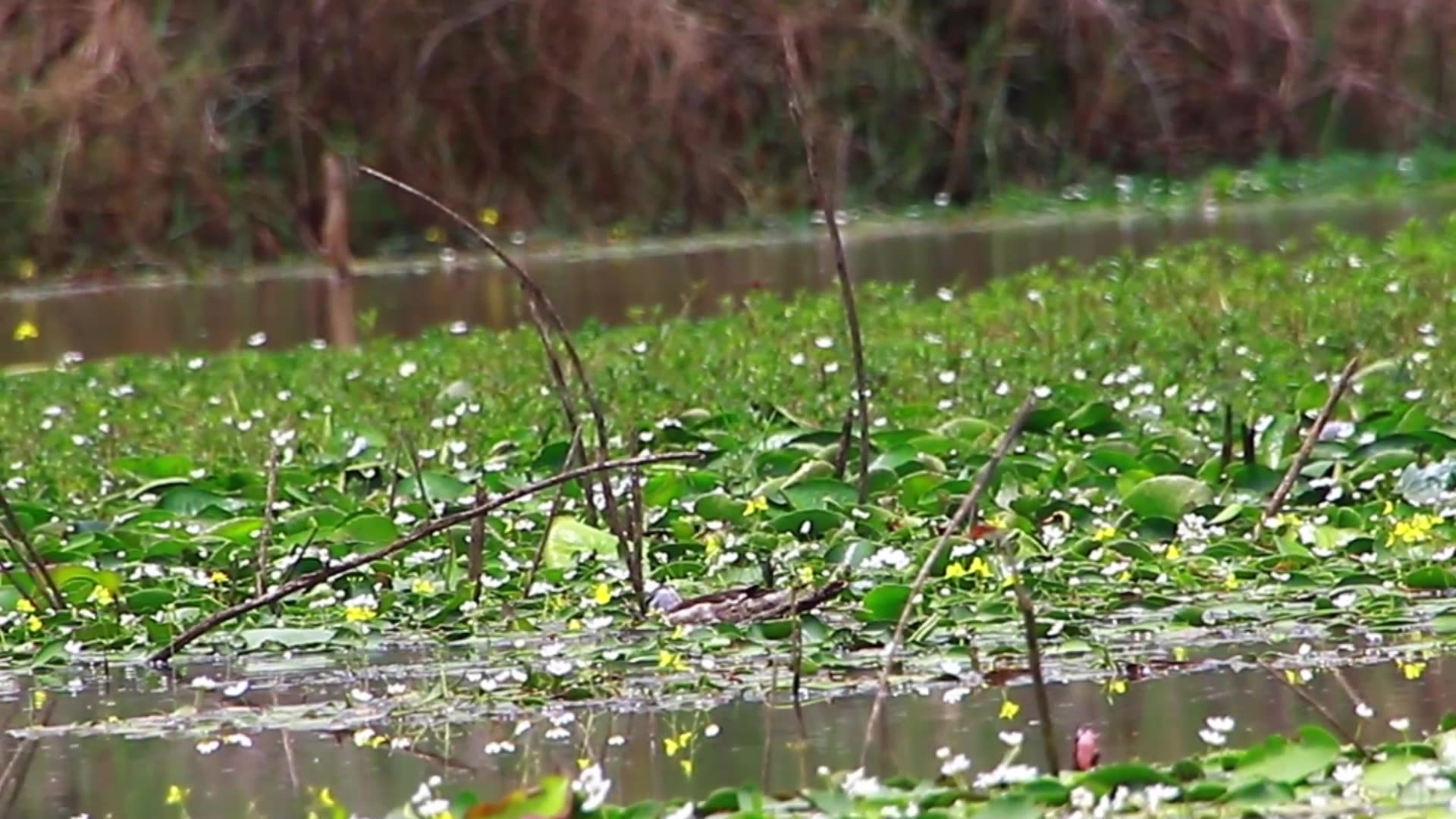 'Video thumbnail for Small duck bird forest in lake'