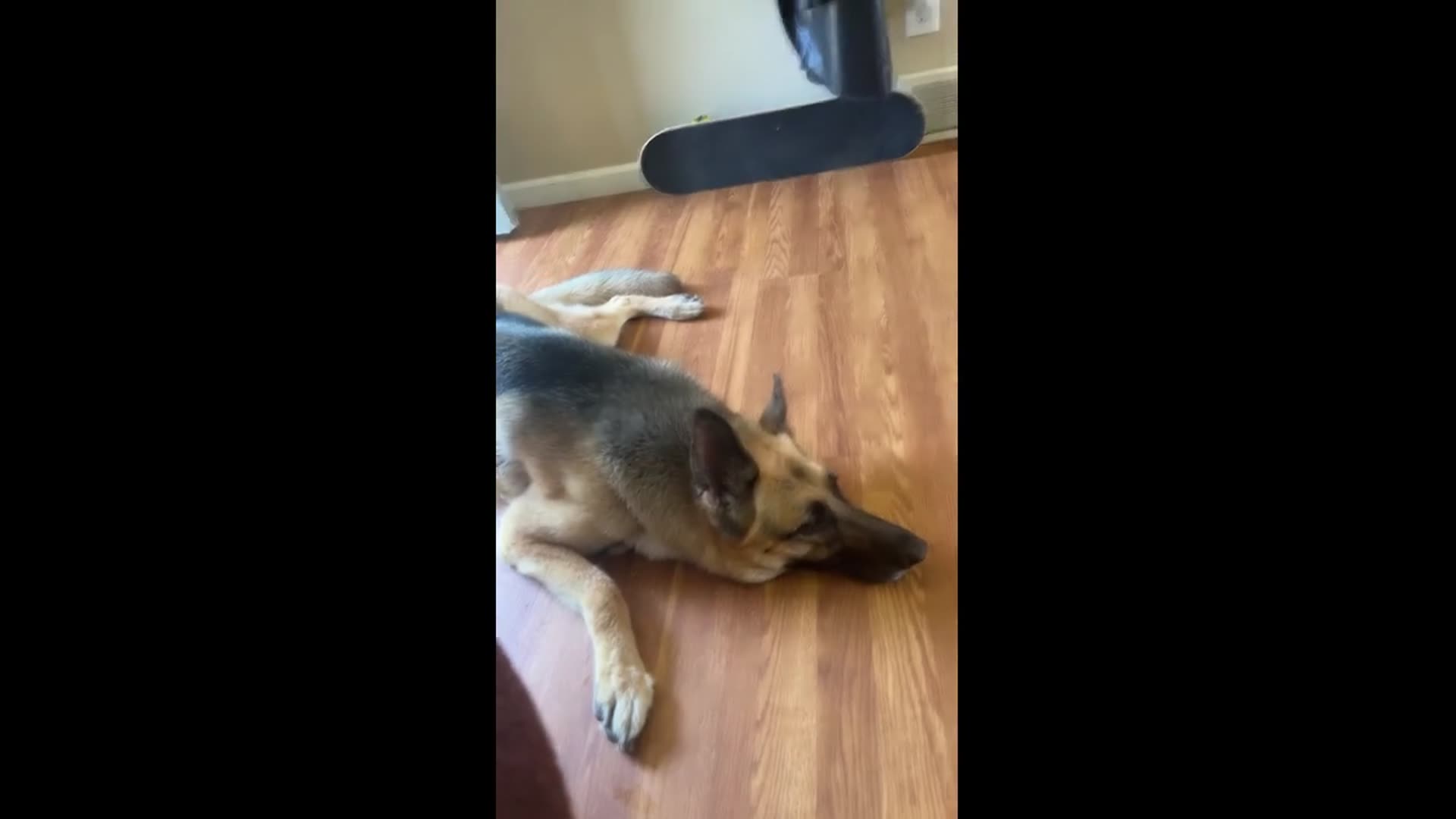 'Video thumbnail for You spend all that money on dog beds…. #dogshorts #doglife'