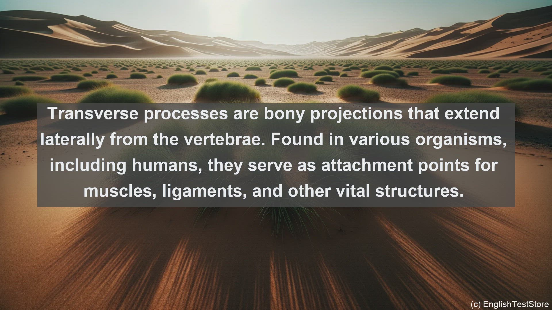 'Video thumbnail for Transverse processes in science  definition and examples'