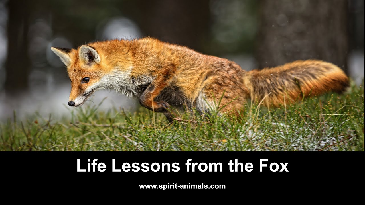 White Wolf : Amazing Pictures Show Raven And Red Fox Interaction