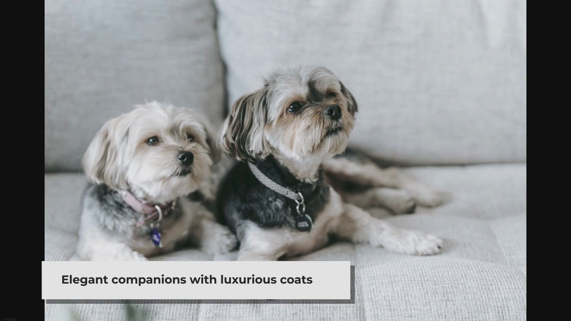 Video thumbnail for What is the ideal weight for a male silky terrier?