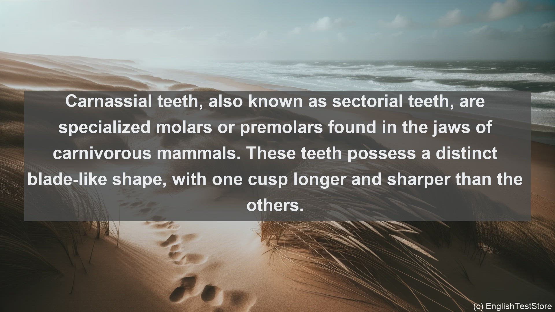 'Video thumbnail for Carnassial teeth in science  definition and examples'
