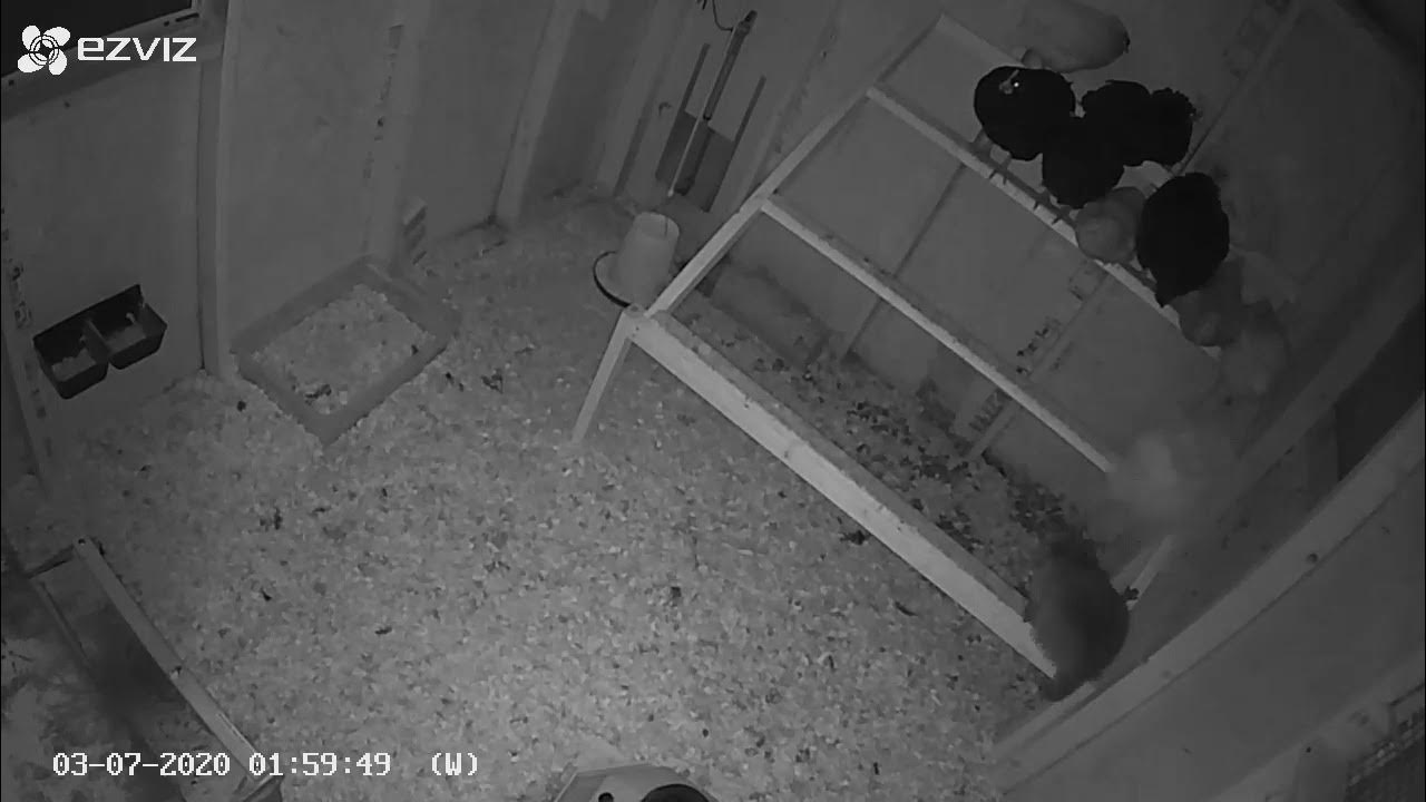 Video thumbnail for The Great Hen Vs. Coon Showdown!