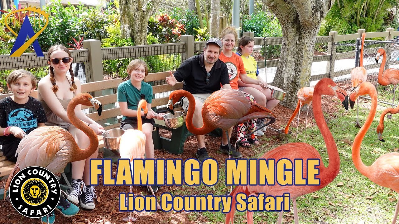 'Video thumbnail for Flamingo Mingle at Lion Country Safari'