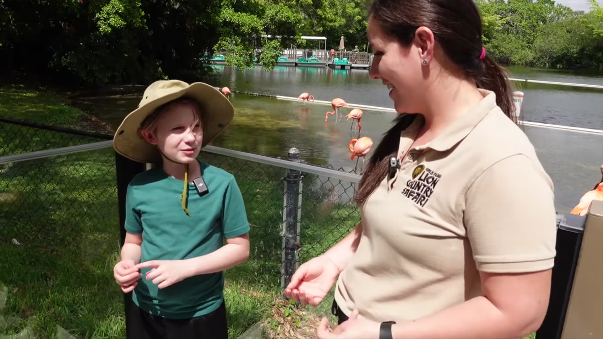 'Video thumbnail for Flamingo Mingle at Lion Country Safari'
