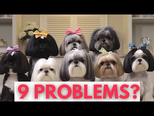 'Video thumbnail for How to solve Shih Tzu Behavior Problems with 9 Tips!'