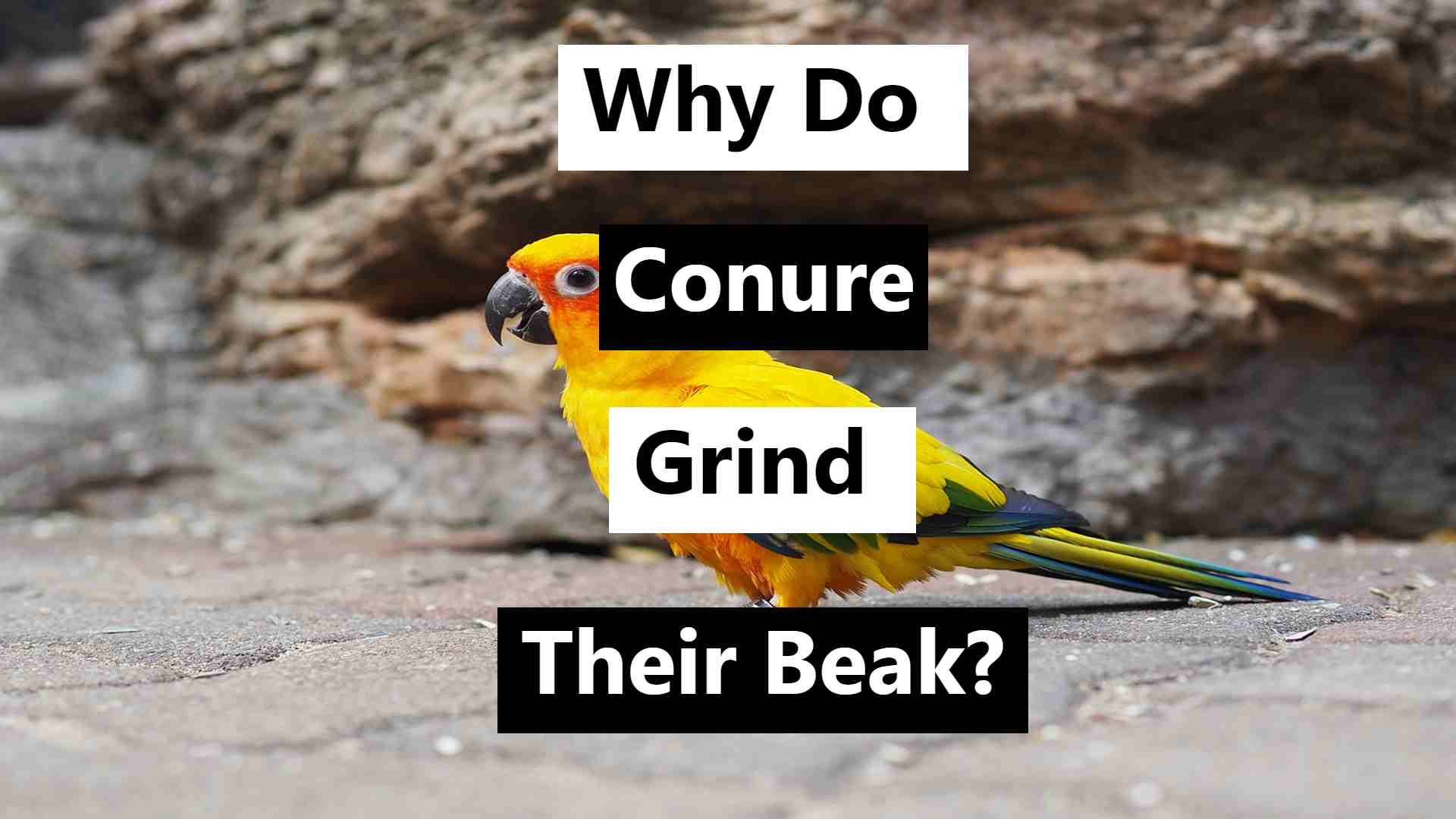 Video thumbnail for Why Do Conures Grind Their Beaks? 3 Possible Reasons