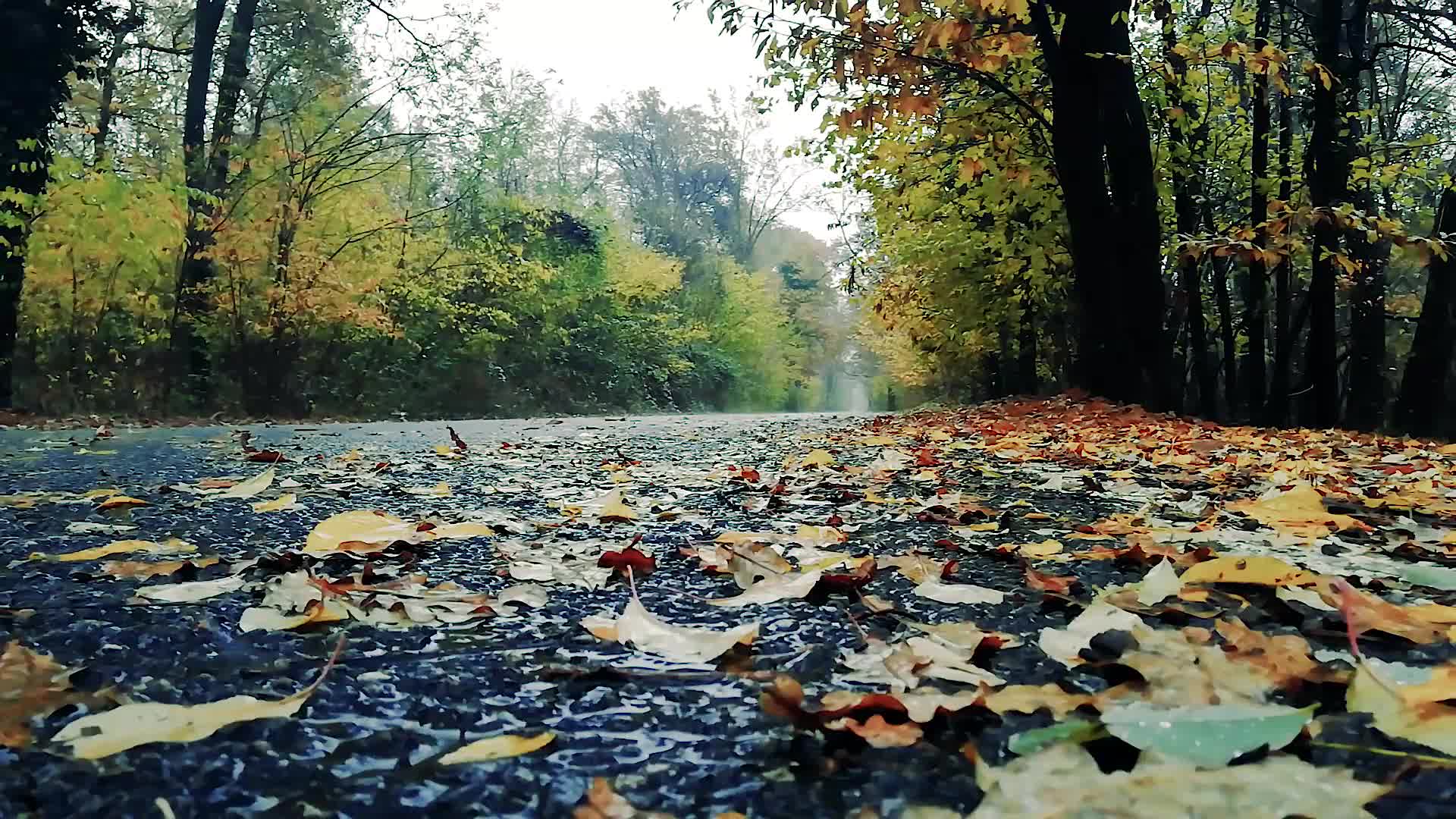 Video thumbnail for Rainy Trail
