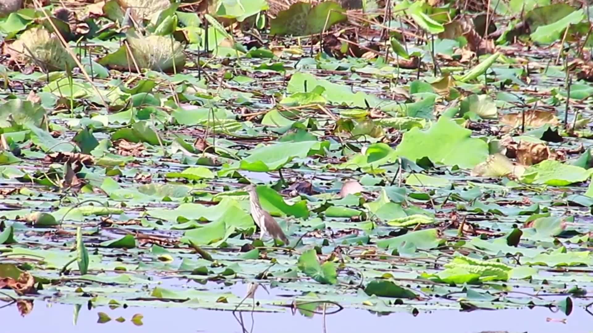 Video thumbnail for In lake wild bird stay to wait catch food eat